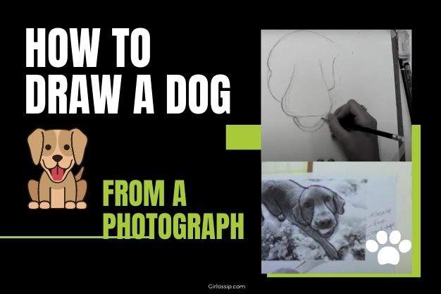How to draw a dog from a photograph